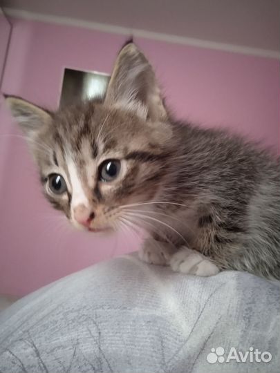 Котенок бесплатно