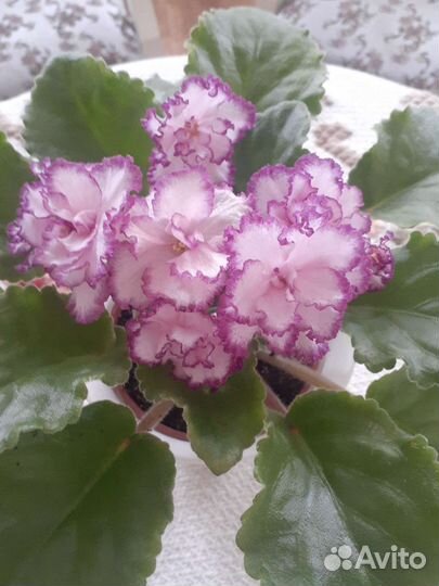 Фиалка в горшках