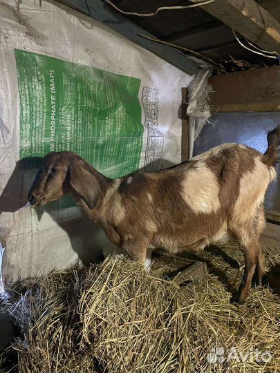 Нубийские козлята