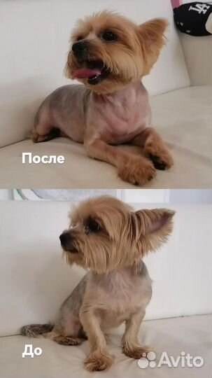 Груминг, стрижка собак и кошек