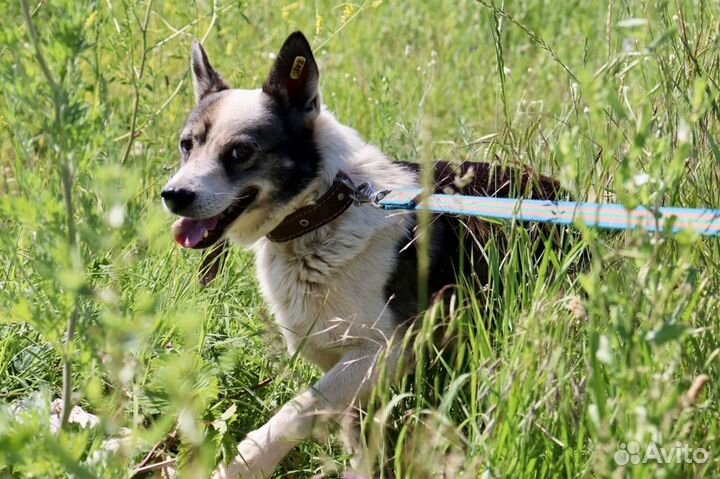 Прохор хочет домой