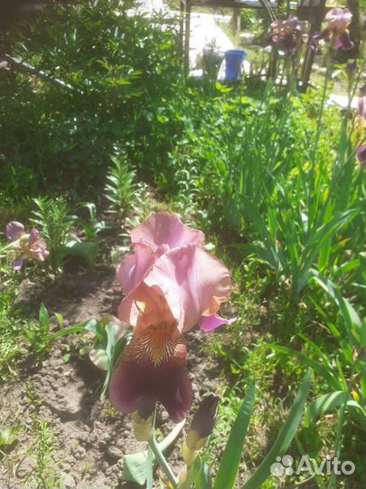Ирис