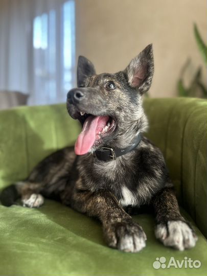 Щенок в добрые руки бесплатно