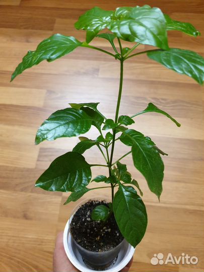 Кроссандра оранжевая