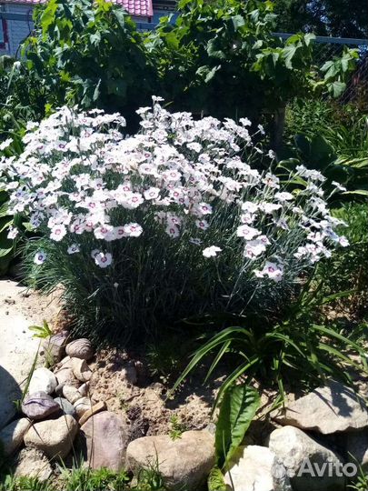 Гвоздика многолетняя