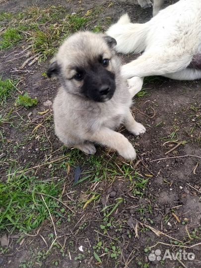 Щенки дворняги