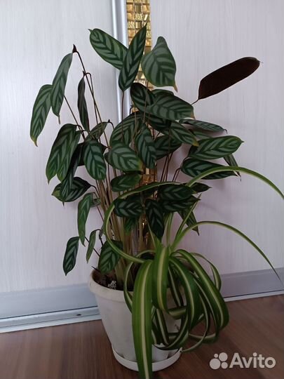 Ктенанта+Бонни хлорофитум