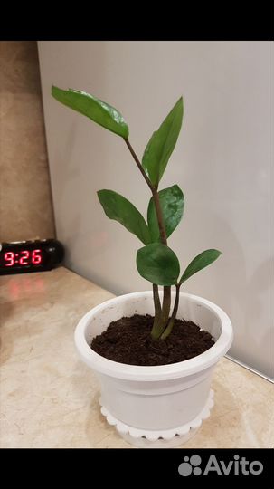 Продам Молодой Замиукулькас