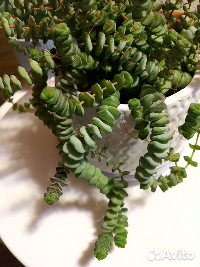 Суккуленты набор