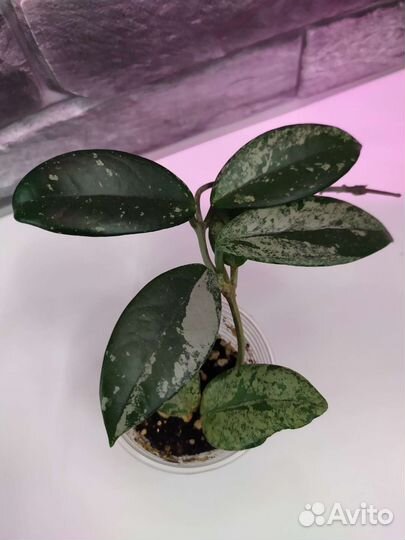 Хойя Карноза Вилбур Грейвс