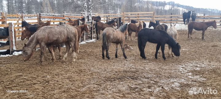 Жеребята на откорме