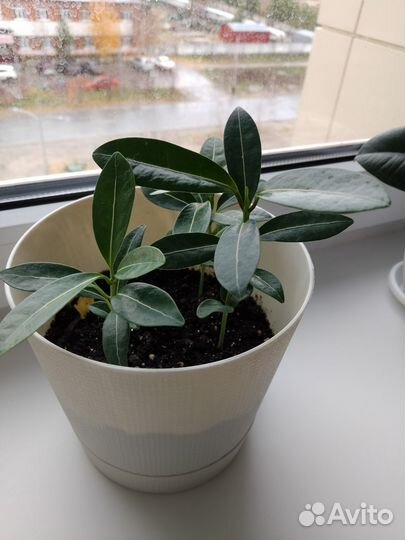 Комнатные растения