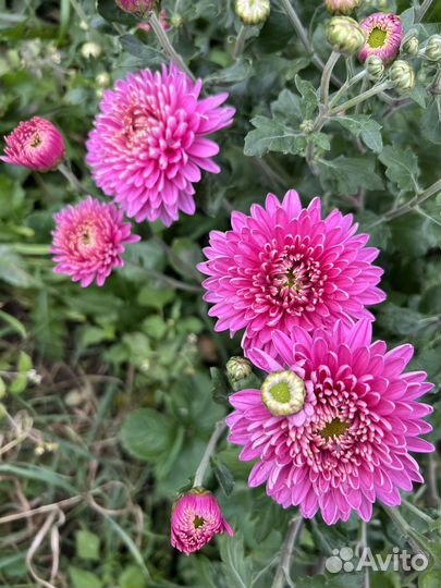 Хризантема корейская саженцы