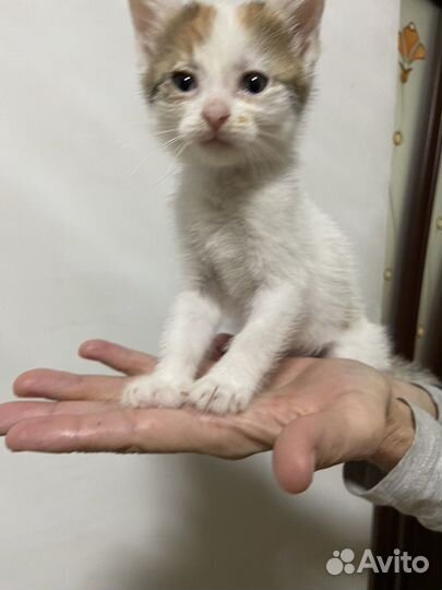 Белый котенок девочка