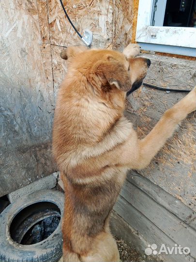 Собака в добрые руки отдам бесплатно
