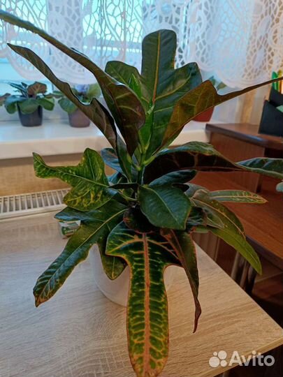 Кодиеум кротон