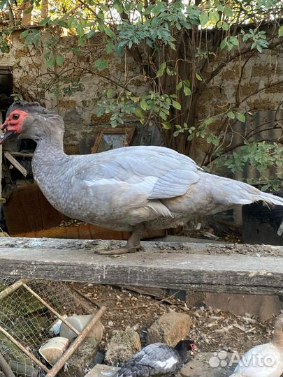 Мускусные утки тяжелые линии