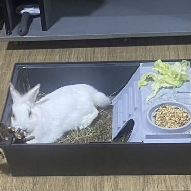 Декоративные кролики