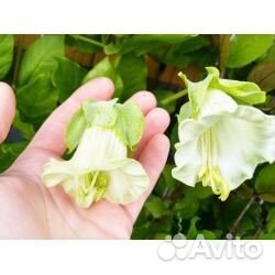 Цветы многолетние