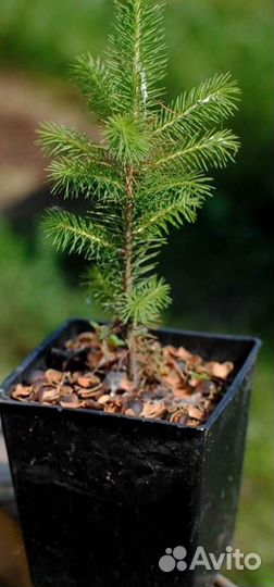 Живой подарок к празднику Кедр иЕлка Сосна