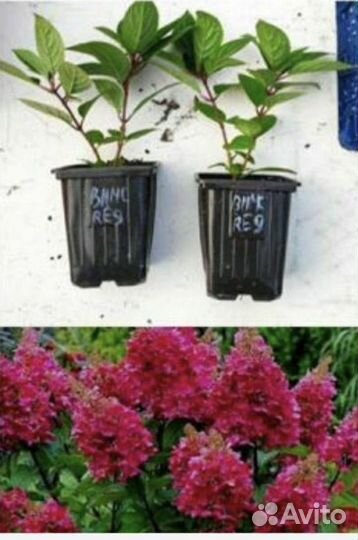 Гортензия метельчатая