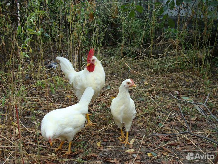 Куры, петухи и цыплята разных пород