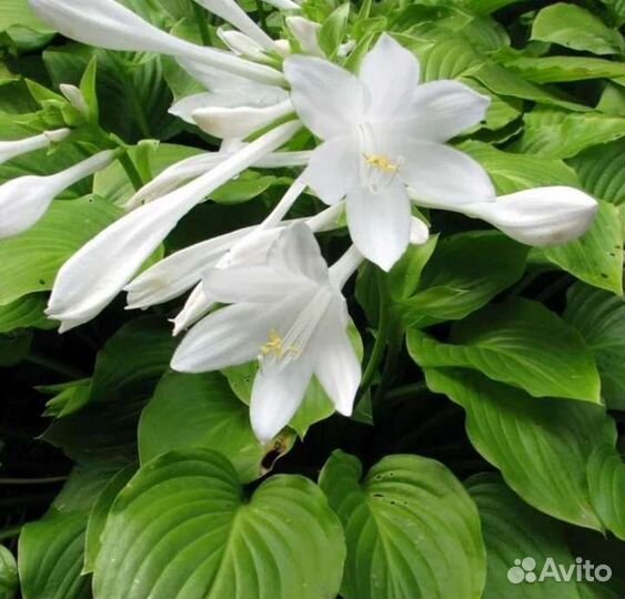 Хоста. Папоротник