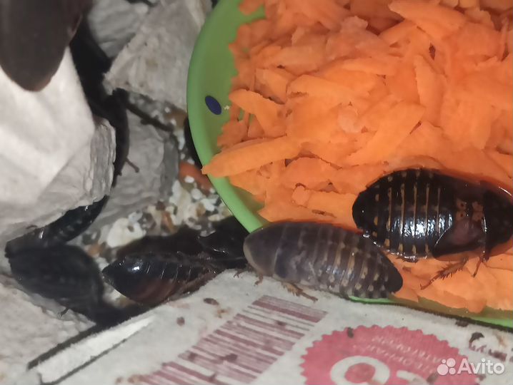 Сверчки двупятнистые, зоофобас, тур. таракан