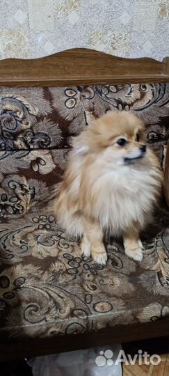 Померанский шпиц