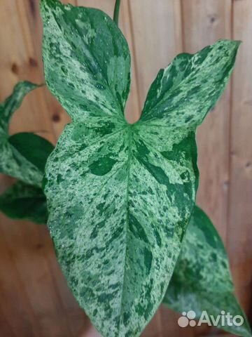 Сингониум Моттлед Арроухед, Панда, Империал Вайт