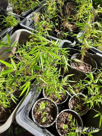 Красный бамбук