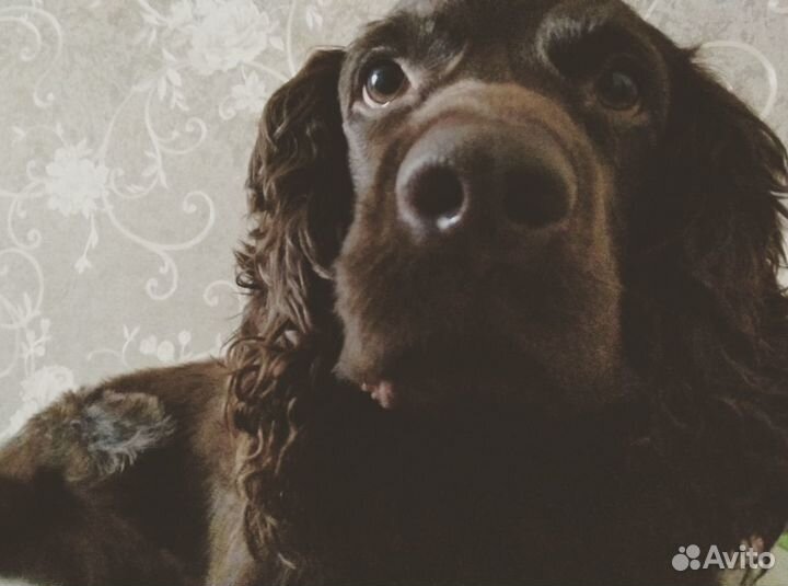 Вязка кобель