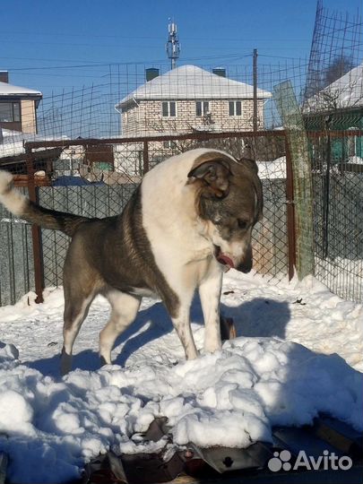 Собака без кисти на лапке