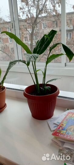 Спатифиллум