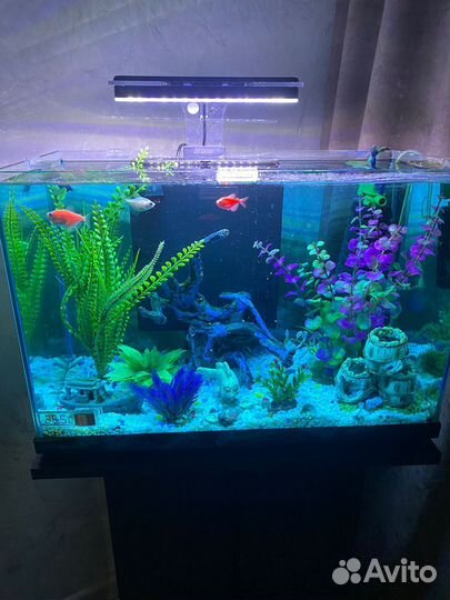 Аквариум с тумбой и рыбками