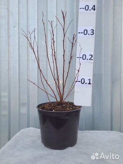 Спирея японская Энтони Ватерер