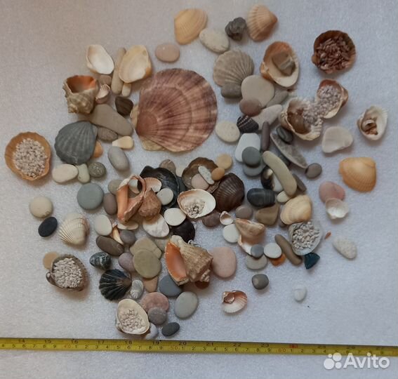 Ракушки грунт аквариум