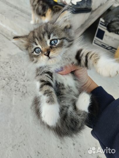 Котята ищут дом