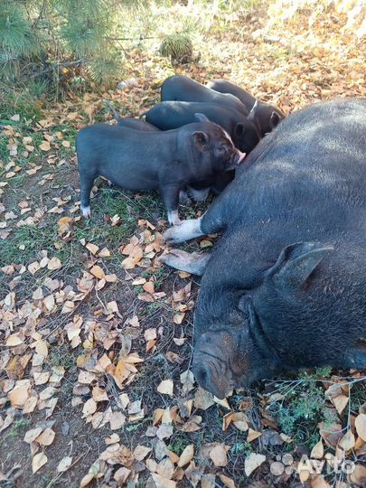 Вьетнамские вислобрюхие поросята