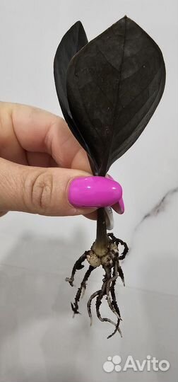 Замиокулькас черный равен