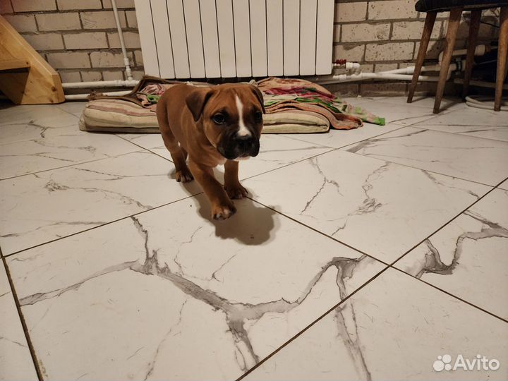 Щенки питбуля