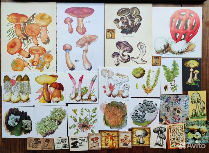 Ботаническиие наборы грибы, растения