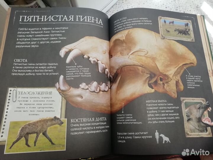 Коллекция костей. Черепа. Clever