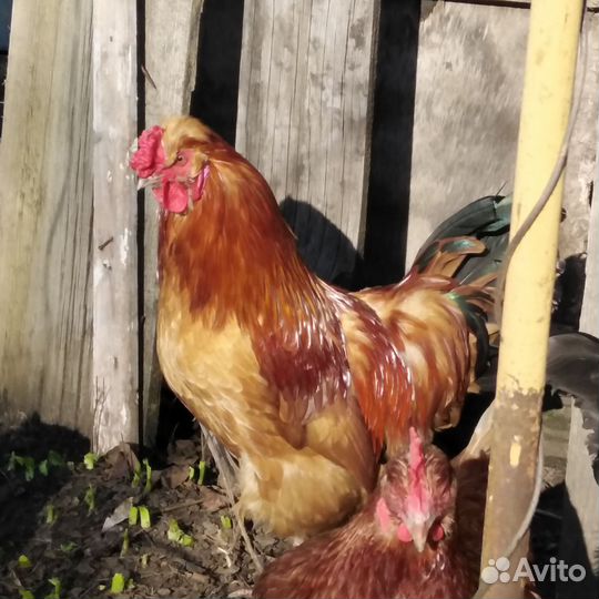 Молодые петухи