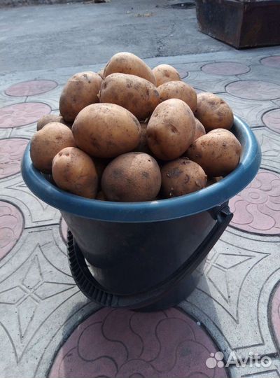 Картофель семенной Тулеевский