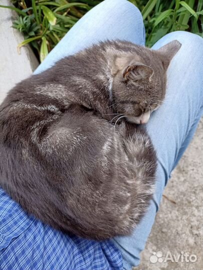 Кошка в дар