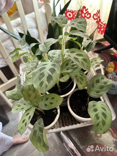 Комнатные растения