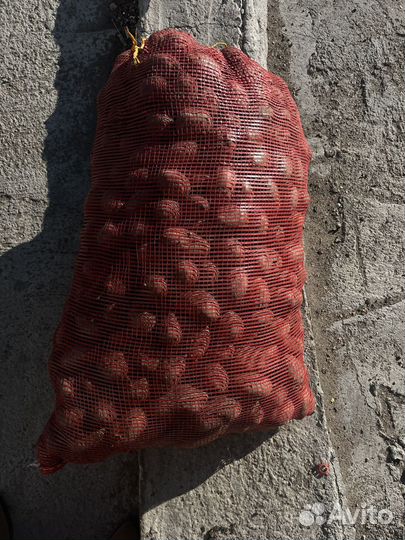 Семенной картофель Королева Анна