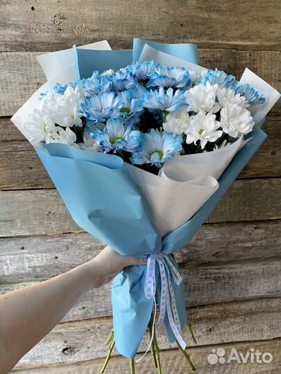 Хризантемы крашеные. Доставка цветов Вологда