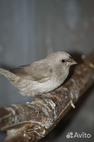 Японская амадина, девочка (предварительно)
